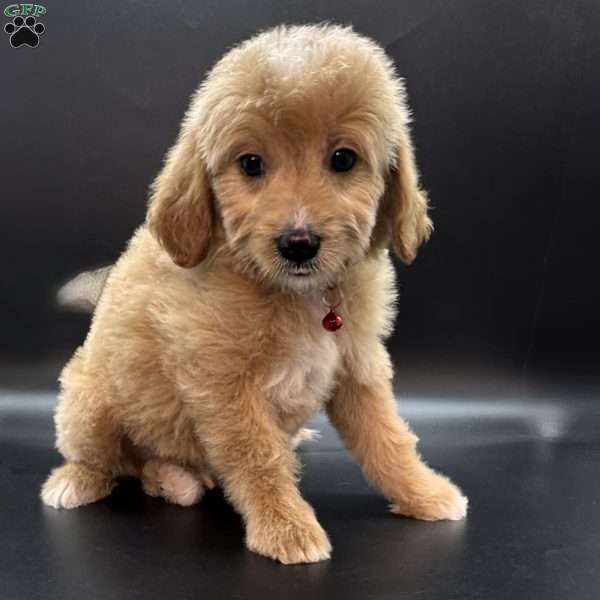Winston, Mini Goldendoodle Puppy